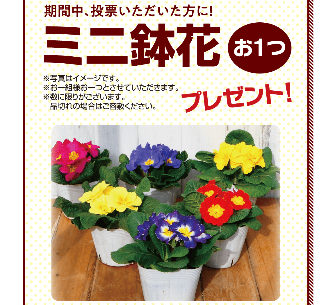 期間中、投票いただいた方に！ ミニ鉢花 お1つ ※写真はイメージです。※お一組様お一つとさせていただきます。※数に限りがございます。品切れの場合はご容赦ください。プレゼント!